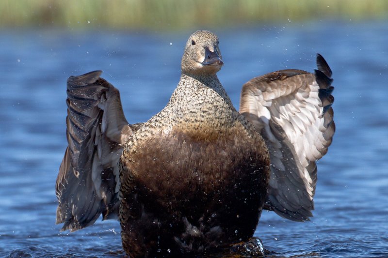 Female King Eider, splashdown