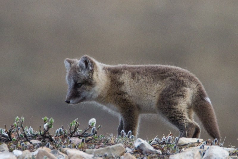 Arctic fox