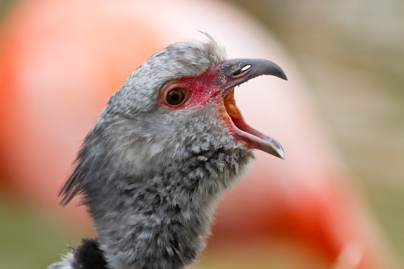 Bustard squawk