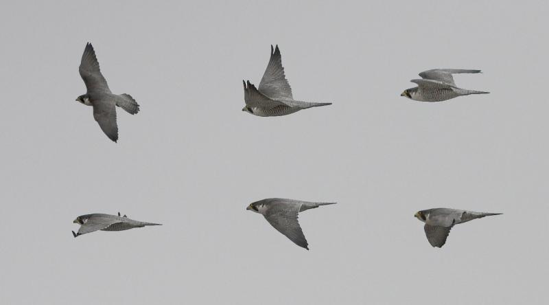 Flight montage