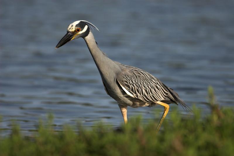 Yellow-crowed Night Heron