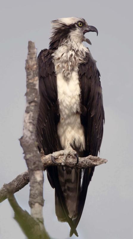 Osprey, near nest