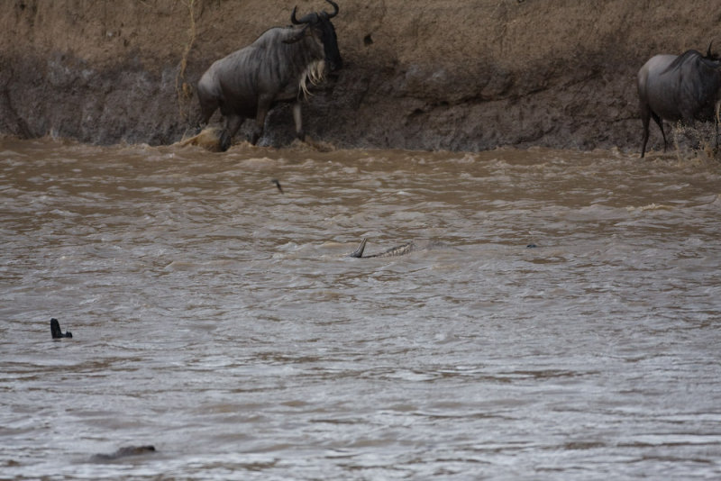 A crocodile problem (see dead center)