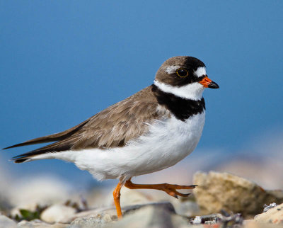 Semi-palmated Plover