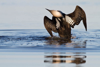 Pacific Loon (uncropped version)
