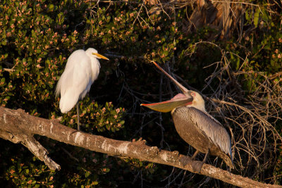 Egret v Pelican 1