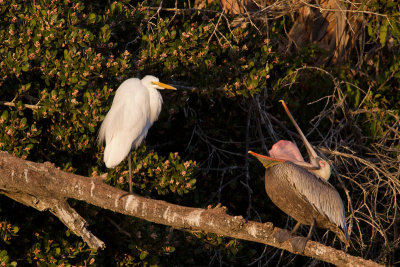 Egret v Pelican 3