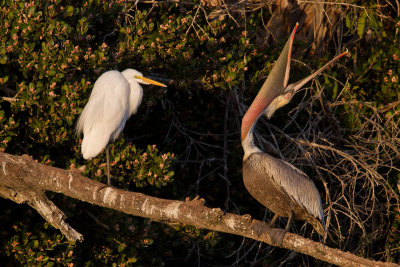 Egret v Pelican 6