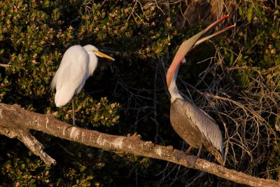 Egret v Pelican 7