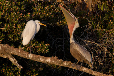 Egret v Pelican 8
