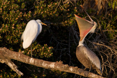 Egret v Pelican 2.3