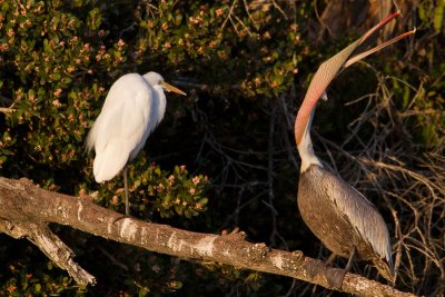 Egret v Pelican 2.5