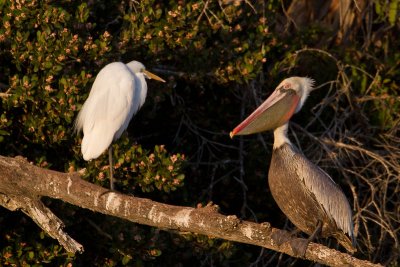 Egret v Pelican - reset