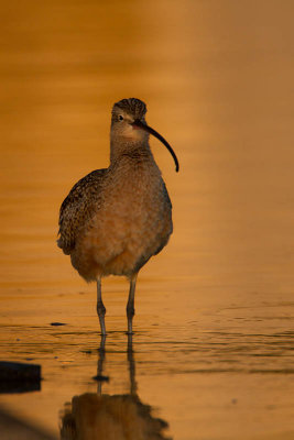 Sunset LB Curlew