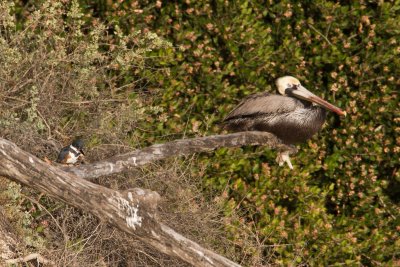 Pelican/Kingfisher hangout