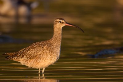 Sunset Whimbrel