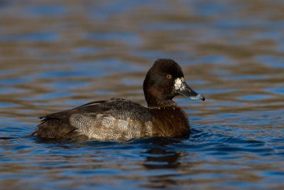 Lesser Scaup