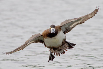 Lesser Scaup