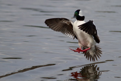 Bufflehead