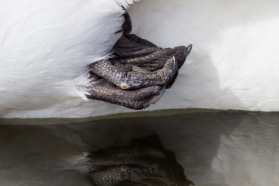 Mute Swan (detail)