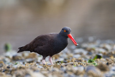 Black Oystercatcher