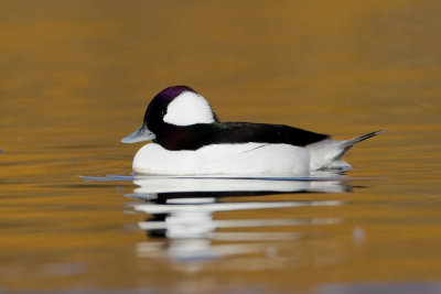 Bufflehead