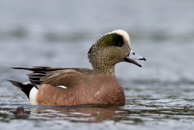 American Wigeon (M)