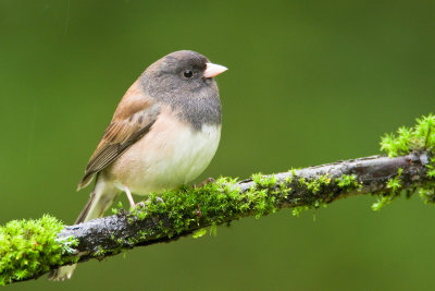 Dark-Eyed Junco