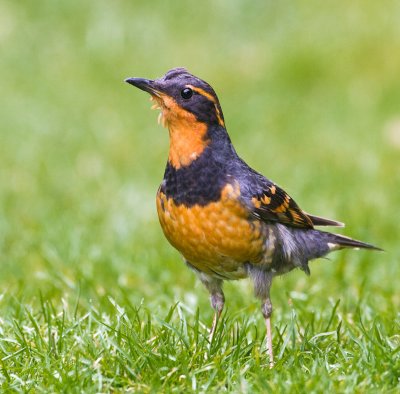 Varied Thrush