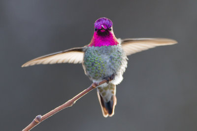 Anna's Hummingbird