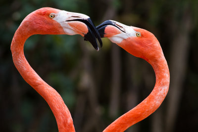 Flamingos