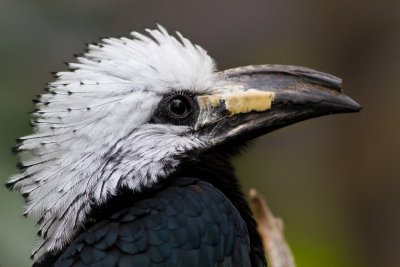 West-African Long-Tailed Hornbill