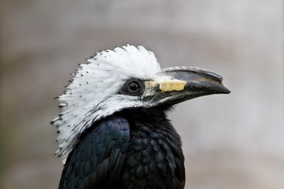 West-African Long-Tailed Hornbill