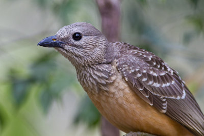 Fawn-breasted Bowerbird
