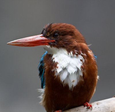 White-breasted Kingfisher