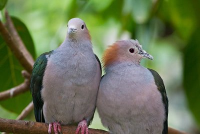 Sulawesi Green Imperial-Pigeon