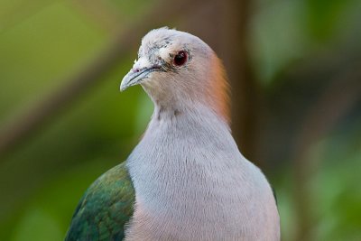 Sulawesi Green Imperial-Pigeon
