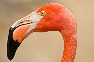 Mystery flamingo