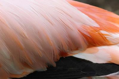 Rear of a Flamingo