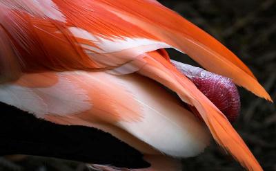 Part of a Flamingo
