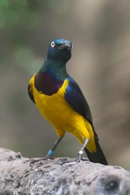 Golden-Breasted Starling