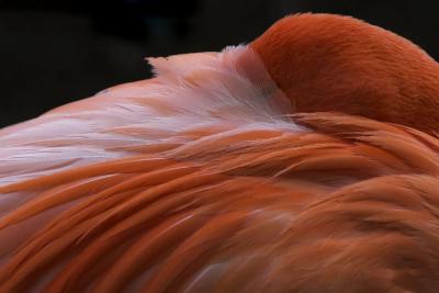 Bigger Flamingo