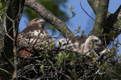 Red-tailed Hawk w Chicks