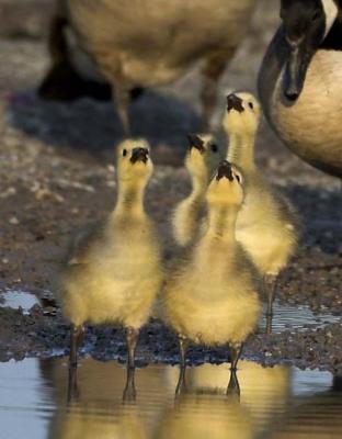 Adorable Baby Geese