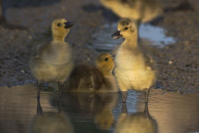 Adorable Baby Geese