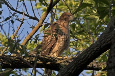 Red Tailed Hawk at Sunset - June 10, 2006