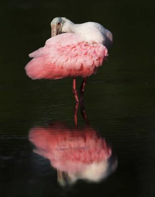 Tutu w reflection