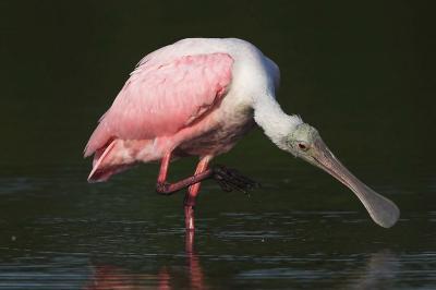 Spoonbill, Tai Chi pose