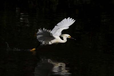 Snowy Egret, skip fishing