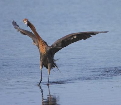 Reddish Egret, hunting dance
